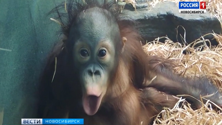 Новосибирский малыш-орангутан освоился в Московском зоопарке