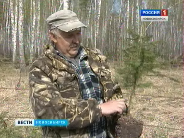 В сибирских лесах появилось десять миллионов новых деревьев