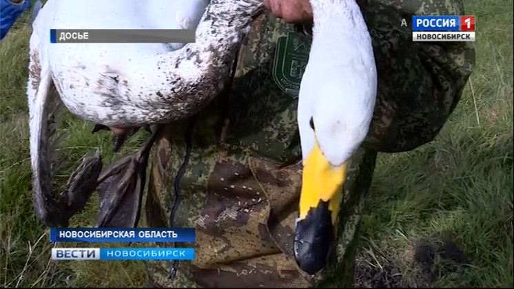 Спасенного в Новосибирской области лебедя отправили в центр реабилитации на Алтае