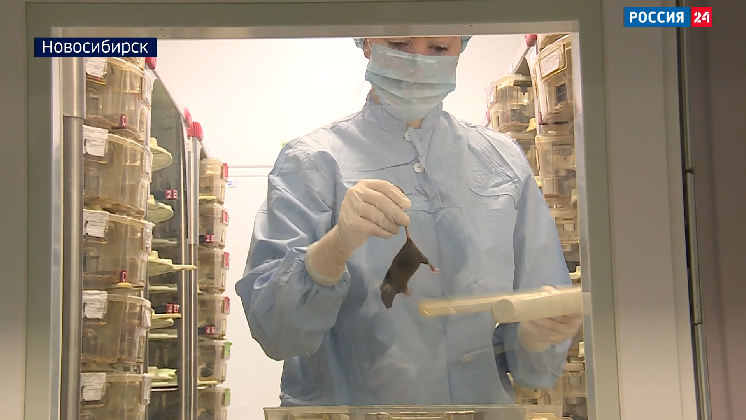 Новосибирские учёные работают над импортозамещением лабораторных мышей