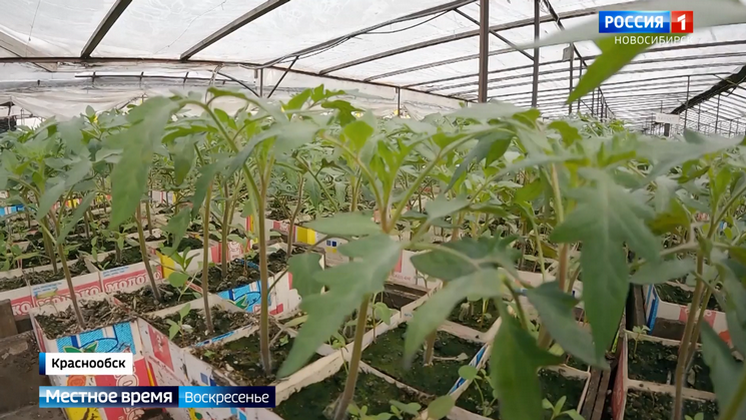 Новосибирский агроном Шубина раскрыла секреты правильной посадки саженцев