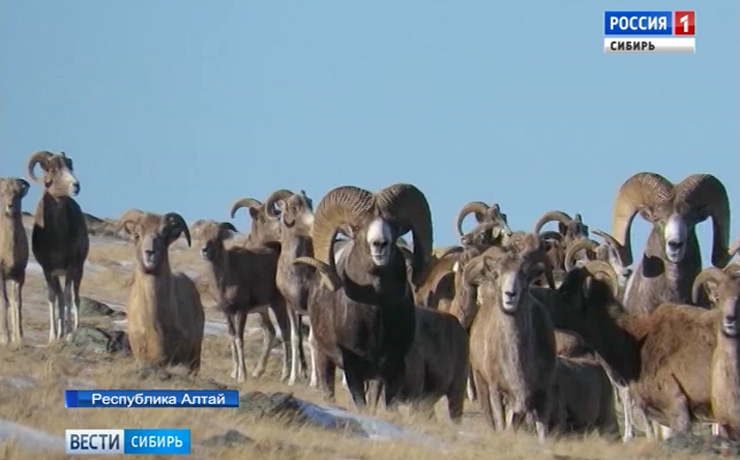 В Алтайском крае пересчитали редких краснокнижных козлов