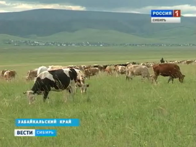Новые обладатели сельскохозяйственных грантов определены в Забайкальском крае