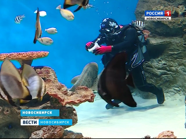 Зебровой акуле Яше из новосибирского дельфинария привезли из Москвы подругу Глашу