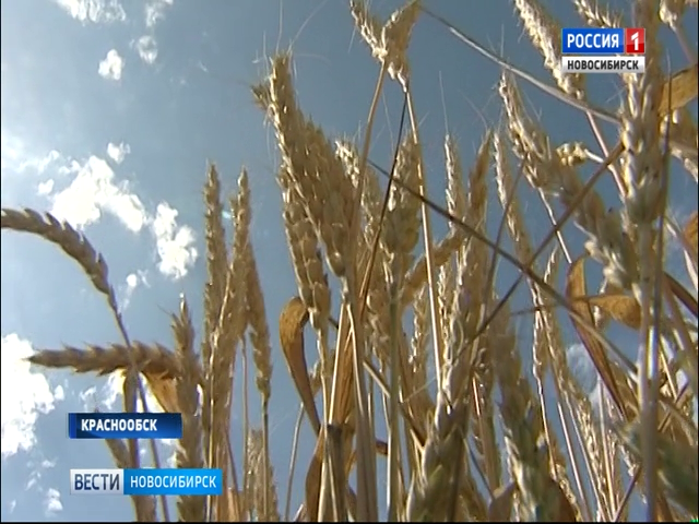 Новые сорта пшеницы новосибирских ученых проходят госиспытания