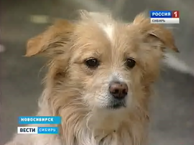 Житель Новосибирска застрелил собаку на глазах у детей
