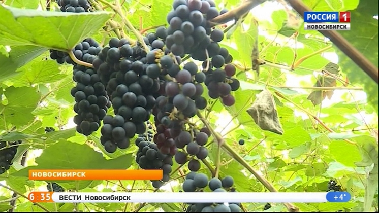 Богатый урожай винограда собирают новосибирские агрономы
