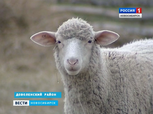 Овцеводы Доволенского района надеются на поддержку государства