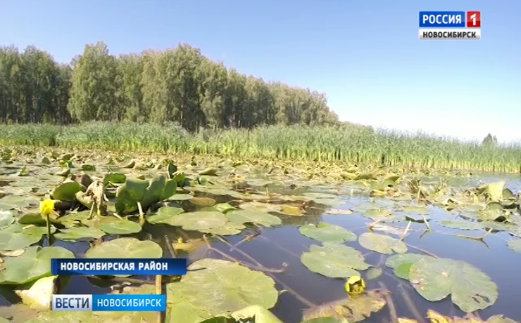 Жители деревни Алексеевка Новосибирского района требуют очистить местное озеро