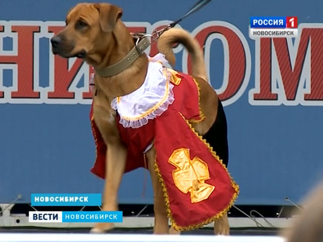 Парад собак в карнавальных костюмах впервые прошел в Новосибирске