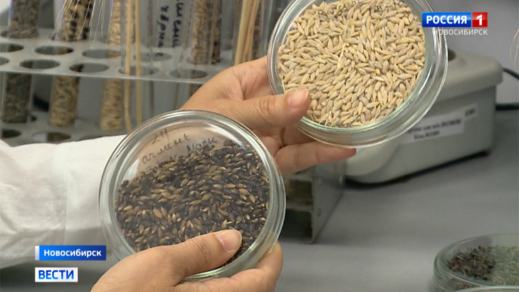 Новосибирские генетики вывели фиолетовую пшеницу с повышенными полезными свойствами