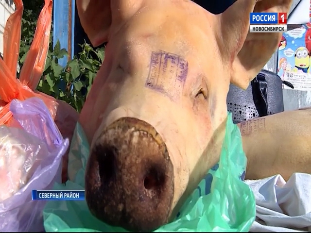 «Вести» узнали, как ищут африканскую чуму свиней в Новосибирской области