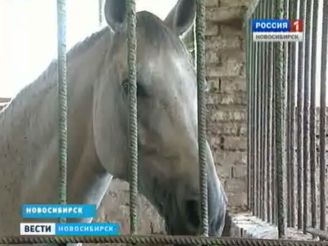 В Новосибирске закрыта школа олимпийского резерва по конному спорту