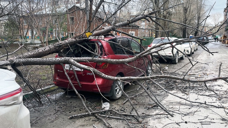 В Новосибирске дерево рухнуло на припаркованные машины на улице Ватутина