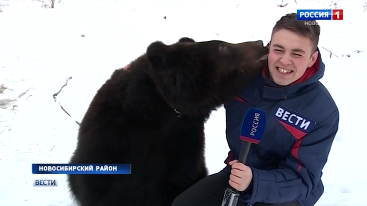 Медведь разгуливал по улицам Новосибирска: «Вести» познакомились с косолапым