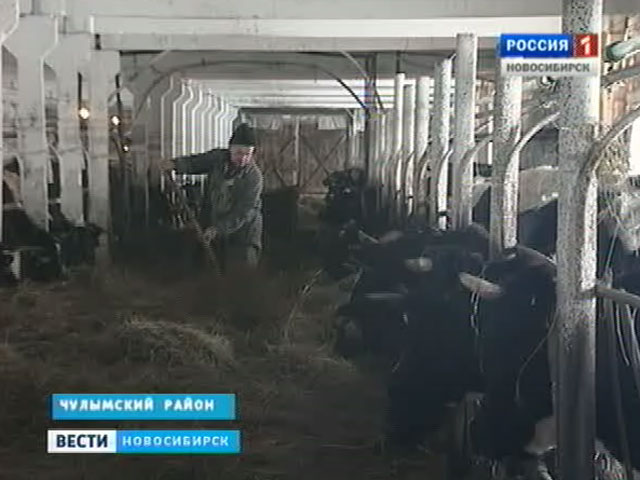 Засушливое лето внесло коррективы в работу аграриев Новосибирской области