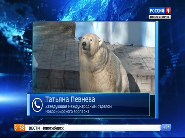Медведица Герда из Новосибирского зоопарка поправилась