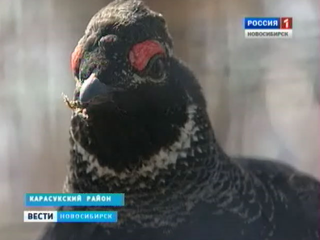 Новосибирские ученые смогли создать популяции краснокнижных птиц