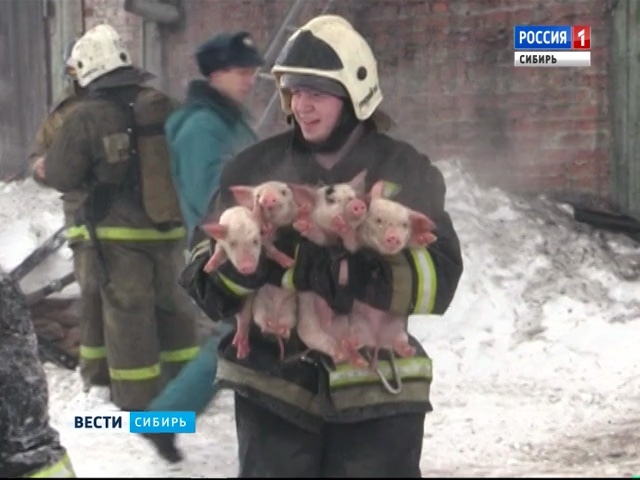 Полторы сотни поросят вынесли на руках из огня в Томской области