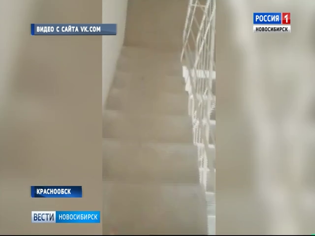 В Краснообске  избили и сбросили с балкона бездомного пса