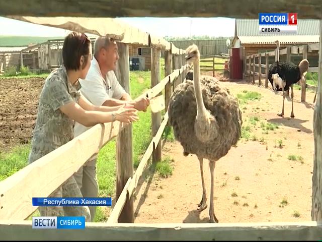В Хакасии разводят страусов, павлинов, и южноамериканских бобров