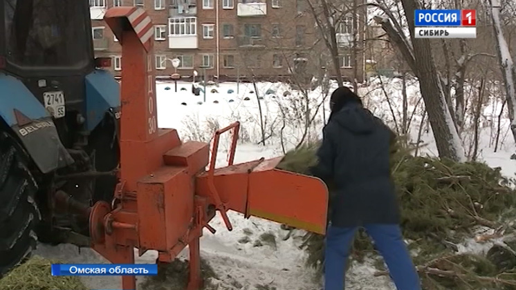 Безотходный способ утилизации новогодних елок придумали в Омске