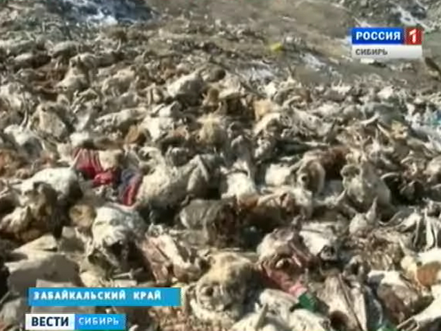 В Забайкальском крае растет число нелегальных скотомогильников