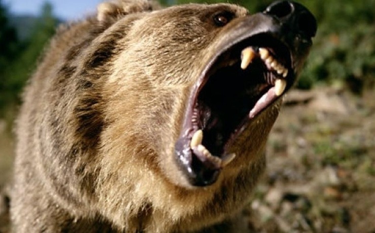 Медведь напал на школьника в Иркутской области