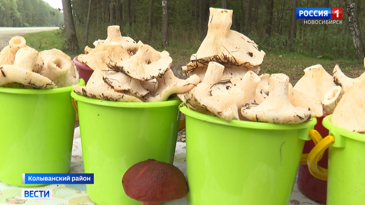 Новосибирцы стали чаще пропадать в лесах из-за богатого урожая грибов