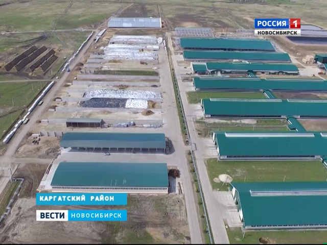 Масштабный проект животноводческого комплекса реализуют в Новосибирской области