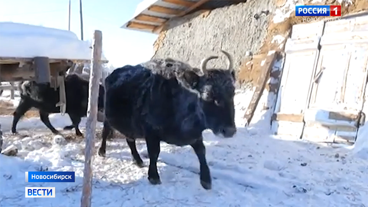 Морозостойкую породу коров планируют вывести новосибирские генетики