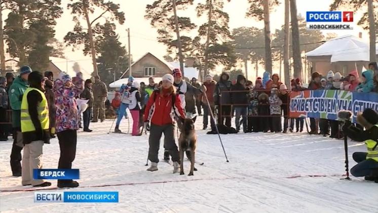 Рождественские гонки на собачьих упряжках прошли в Бердске