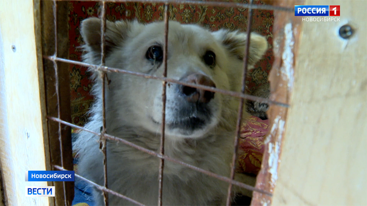 Пострадавший от взрыва на АЗС пёс Беляш ищет новый дом в Новосибирске