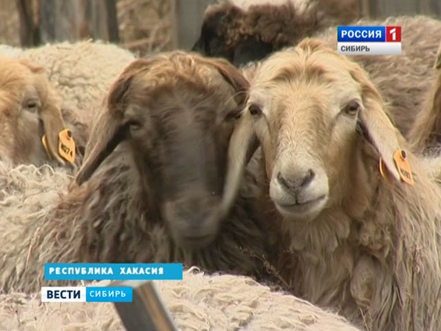 Круговорот овец: в Хакасии увеличивают поголовье особым способом