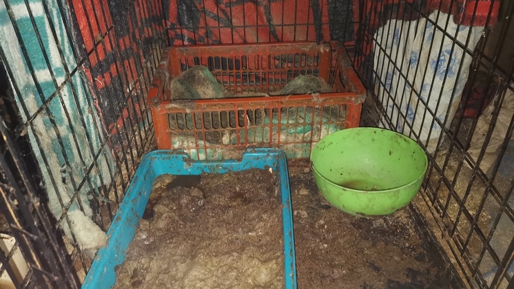 70 кошек и собак спасли новосибирские зоозащитники от голодной смерти