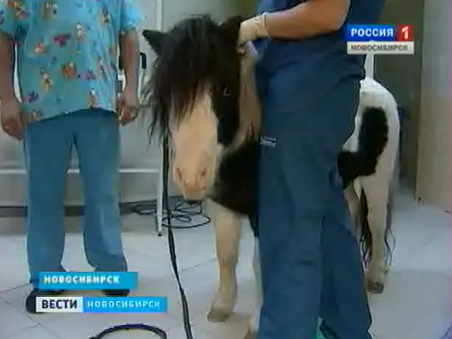 Новосибирские ветеринары удалили больной зуб пони