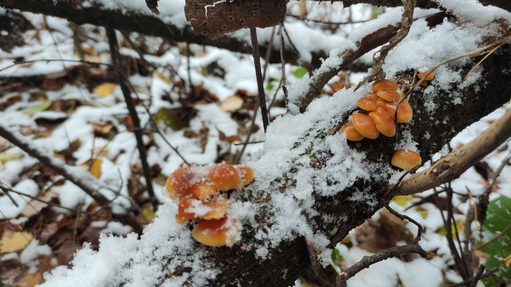Новосибирские грибники собирают опята даже под снегом