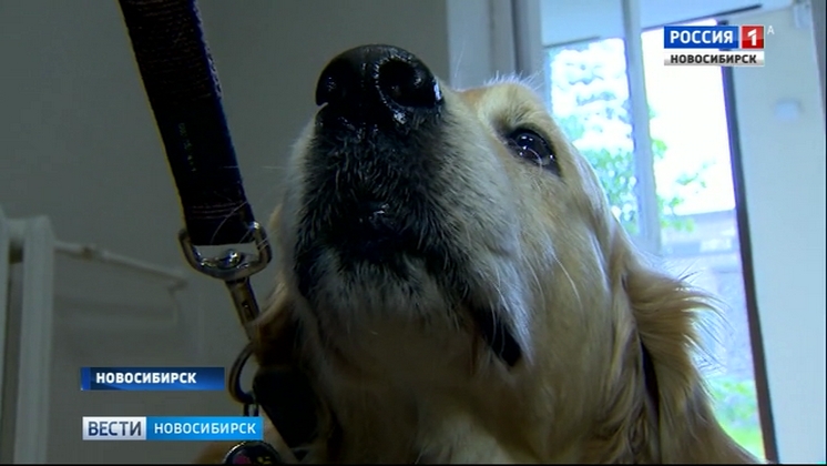Собаки-терапевты пришли к выздоравливающим детям в Областной больнице