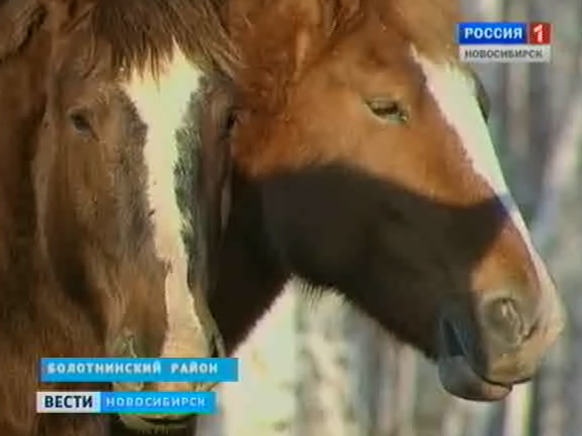 Фермер из Болотнинского района решил делать деньги на лошадях-тяжеловозах