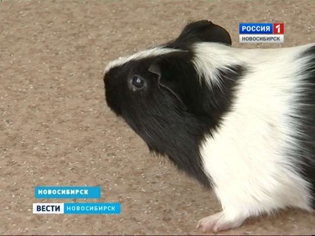 В Новосибирске появляется все больше отелей для животных