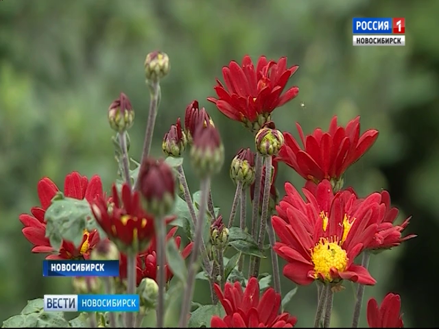 Новосибирский агроном начала акклиматизацию в Сибири красивейшего сорта хризантем