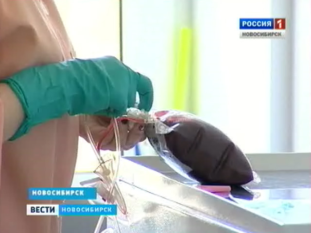 Новосибирские ученые научились выращивать кровеносные сосуды