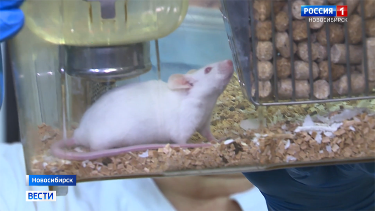 Новосибирские учёные: у вакцинированных мышей-самцов повышается фертильность