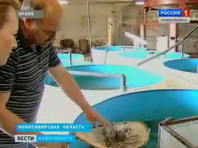 Новосибирские рыбоводы намерены создать свою ассоциацию