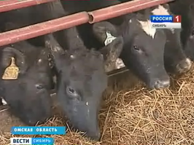 Омские аграрии пытаются прокормить скот при скудном урожае кормовых