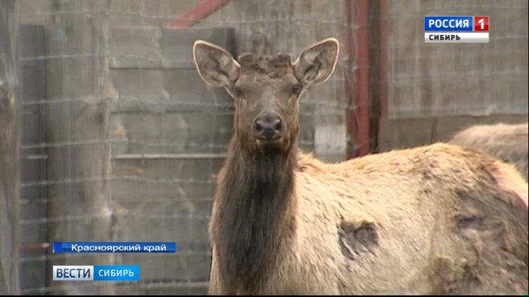В Красноярском крае в дикую природу выпустили годовалых маралов