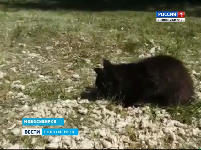 Новосибирские инженеры накормят котов и буренок попкорном