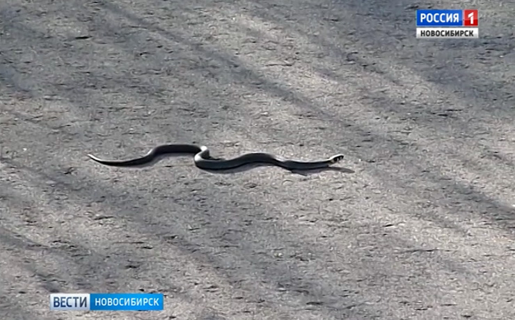 Змея напугала жительницу Новосибирска на улице Ватутина