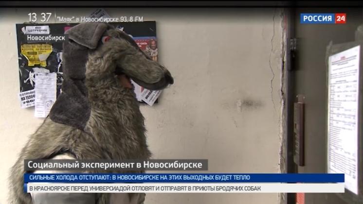 Серый волк стучится в дверь: в Новосибирске проходит социальный эксперимент 