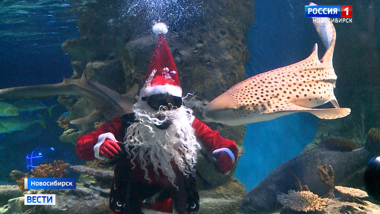 Санта-Клаус поздравил обитателей новосибирского океанариума